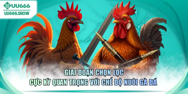 Giai đoạn chọn lọc cực kỳ quan trọng với chế độ nuôi gà đá