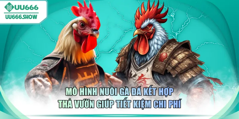 Mô hình nuôi gà đá kết hợp thả vườn giúp tiết kiệm chi phí