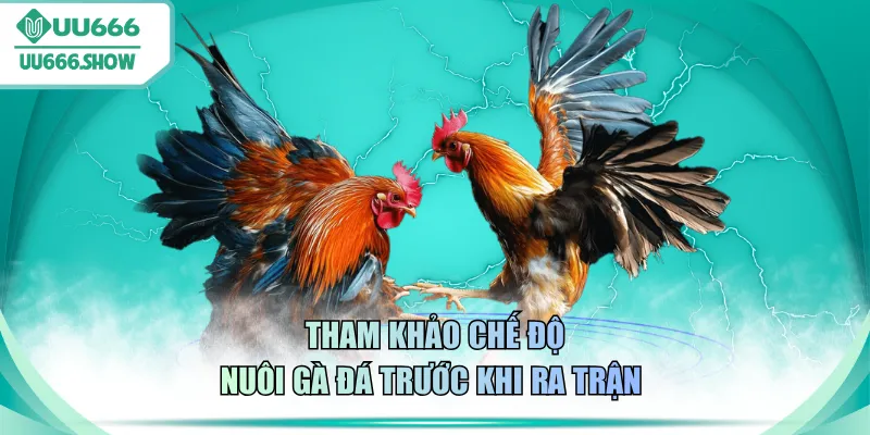Tham khảo chế độ nuôi gà đá trước khi ra trận